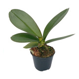 Kit 5 Mudas De Orquidea Phalaenopsis Pré Adulta Frete Grátis