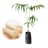 Kit 5 Mudas De Palmito Jussara