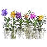 Kit 5 Mudas Jovem Orquídea Vanda Pronta Entrega Frete Grati