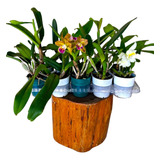 Kit 5 Orquídeas Cattleya Adultas Com