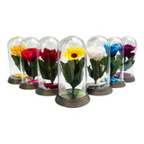 Kit 50 Mini Cúpulas - Lembrancinha Bela E A Fera