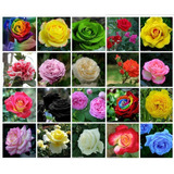 Kit 550 Sementes Rosas Exóticas E
