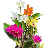 Kit 6 Orquideas Com Flores Lindas E Variadas Plantas Inteira
