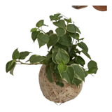 Kit 8 Kokedamas De Peperonia Pendente Jardim Vertical Lindo