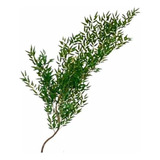 Pinus