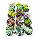 Kit C/ 100 Plantas Suculentas Mudas Coloridas Fácil Cultivo