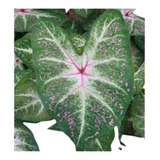 bicolor