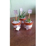 Plantas
