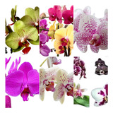 Kit Com 10 Mudas Orquídeas Phalaenopsis Promoção