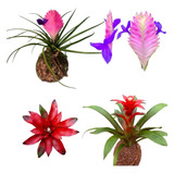 Kit Com 2 Kokedamas : Bromélia Tilandsia + Guzmania Coleção!