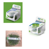 Kit Com 3 Plantas In Vitro Baixa Demanda P/ Substrato Fértil