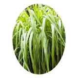 Kit Com 4 Mudas De Citronela, Repelente Natural P/ Insetos 