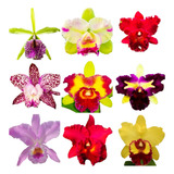 Kit Com 5 Mudas Corte Lindas Orquidea Cattleya Pronta Entreg