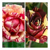 Kit De 03 Mudas De Rosas Enxertadas Vermelha Amarela Branca 
