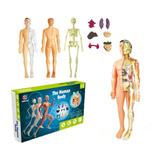 Kit De Aprendizagem De Modelo De Esqueleto De Corpo Humano P