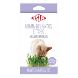 Kit De Cultivo Grama De Gato