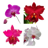 Kit De Orquídeas 02 Phalaenopsis Mini + 02 Mudas De Cattleya
