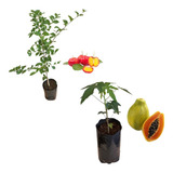 Kit Especial: 1 Mamão Papaia + 1 Acerola Para Produzir