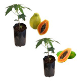 Kit Especial Com 1 Muda De Mamão Papaia + 1 Mamão Formosa 