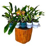 Kit Exclusivo Com 5 Orquídeas Cattleya