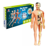Kit Medicina Corpo Humano Anatomia Todos Órgãos Esqueleto