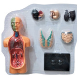 Anatomia