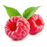 Kit Mudas 2 De Framboesa Frutas Vermelha Produzindo Linda
