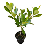 Kit Mudas De Clusia - Clusia Fluminensis - 2 Unidades