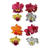 Kit Orquideas 10 Mudas Pré Adultas Cattleya Frete Grátis 