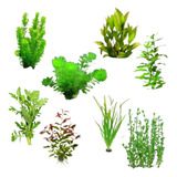 Kit Plantas Aquática Low Tech Cuidado Fácil 30 Mudas