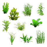 Kit Plantas Aquática Low Tech Cuidado Fácil 40 Mudas