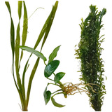 Vallisneria