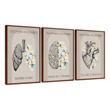 Kit Quadros Decorativos Anatomia Flores Medicina