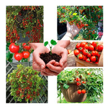 Kit Sementes Tomate Cereja Variedades À Sua Escolha P/ Mudas