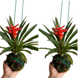 Kokedama Bromelia Guzmania Suspenso Natural