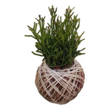 Kokedama De Folhagem Cacto Ripsalis Jardim