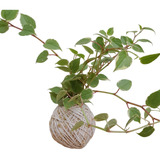 Kokedama De Folhagem Peperonia Pendente