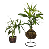 Kokedama Planta Palmeira Ráfia Ou Rhafis Decoração Natural