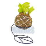 Kokedama Suporte Para Planta Decoração Cacto Ferro Suculenta