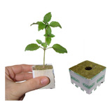 Lã De Rocha Para Clones E Germinação 4x4 Kit Com 30 Mídias