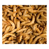 Larvas De Tenébrio Molitor Larvas Vivas 100 Unidades