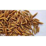 Larvas Desidratadas De Bsf (bichinho Da Laranja) 1 Kg