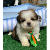 Lhasa Apso Lindos Bonitos Filhotes