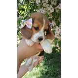 Linda Bebê Beagle Mini ( 13