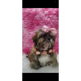 Linda Filhote De Shih Tzu Fêmea