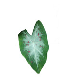Caladium