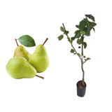 Água