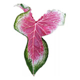 Linda Muda Do Caladium Pink Symphony 1 Folha