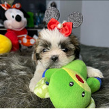 Lindíssima Filhote De Shihtzu