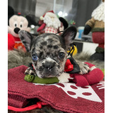 Lindíssimo Filhote De Buldogue Francês Merlley